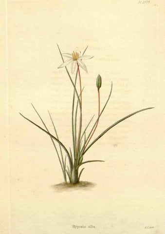 Reproducción/Reproduction 48782415238: The botanical cabinet. London :John & Arthur Arch ...,1817-1833.. 