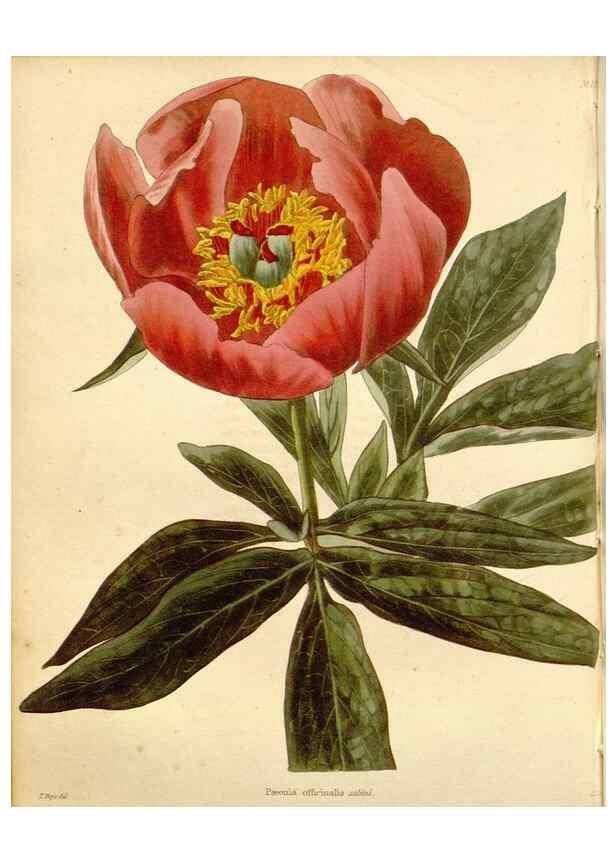 Reproducción/Reproduction 48782415673: The botanical cabinet. London :John & Arthur Arch ...,1817-1833.. 