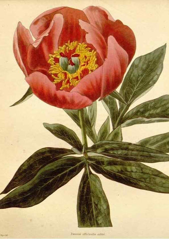 Reproducción/Reproduction 48782415673: The botanical cabinet. London :John & Arthur Arch ...,1817-1833.. 