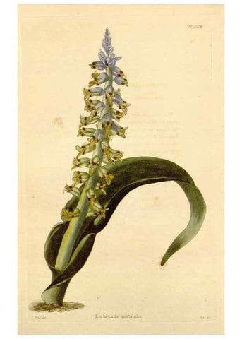 Reproducción/Reproduction 48782416158: The botanical cabinet. London :John & Arthur Arch ...,1817-1833.. 