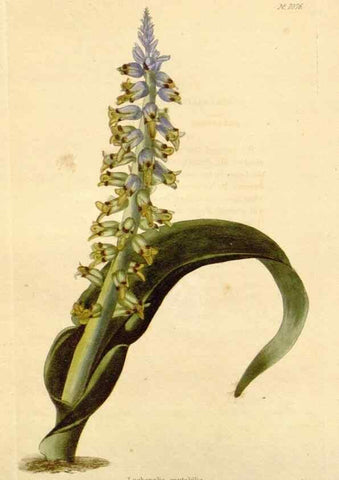 Reproducción/Reproduction 48782416158: The botanical cabinet. London :John & Arthur Arch ...,1817-1833.. 
