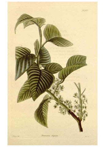 Reproducción/Reproduction 48782782151: The botanical cabinet. London :John & Arthur Arch ...,1817-1833.. 
