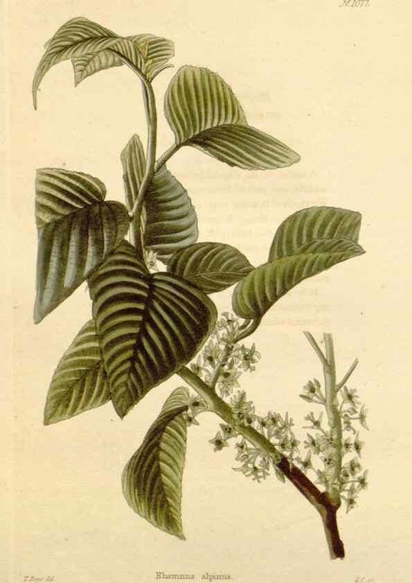 Reproducción/Reproduction 48782782151: The botanical cabinet. London :John & Arthur Arch ...,1817-1833.. 