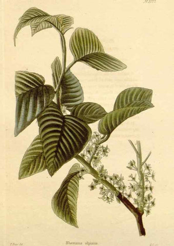 Reproducción/Reproduction 48782782151: The botanical cabinet. London :John & Arthur Arch ...,1817-1833.. 