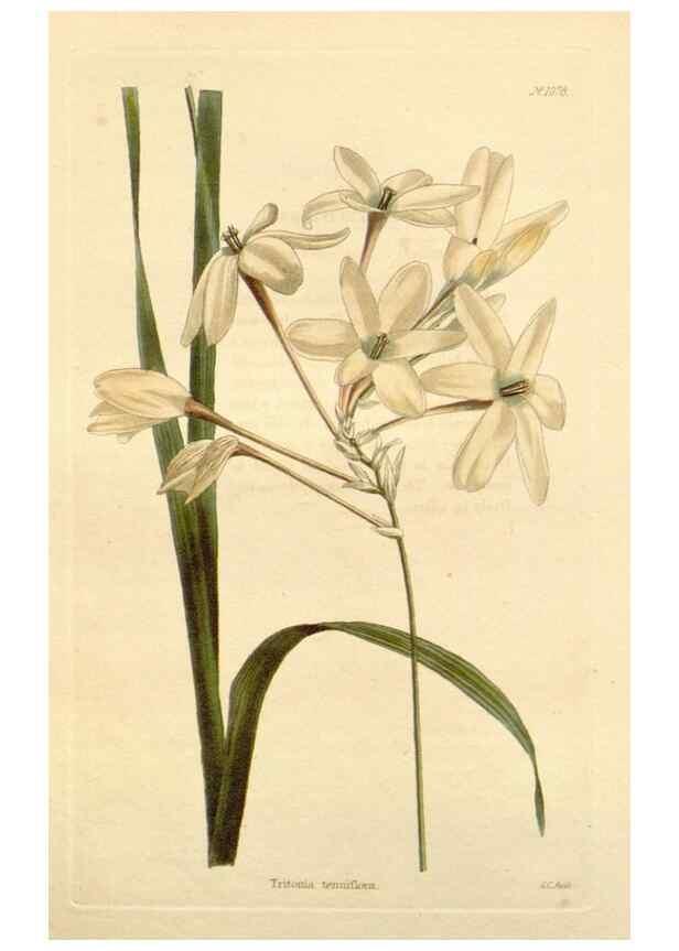 Reproducción/Reproduction 48782782496: The botanical cabinet. London :John & Arthur Arch ...,1817-1833.. 