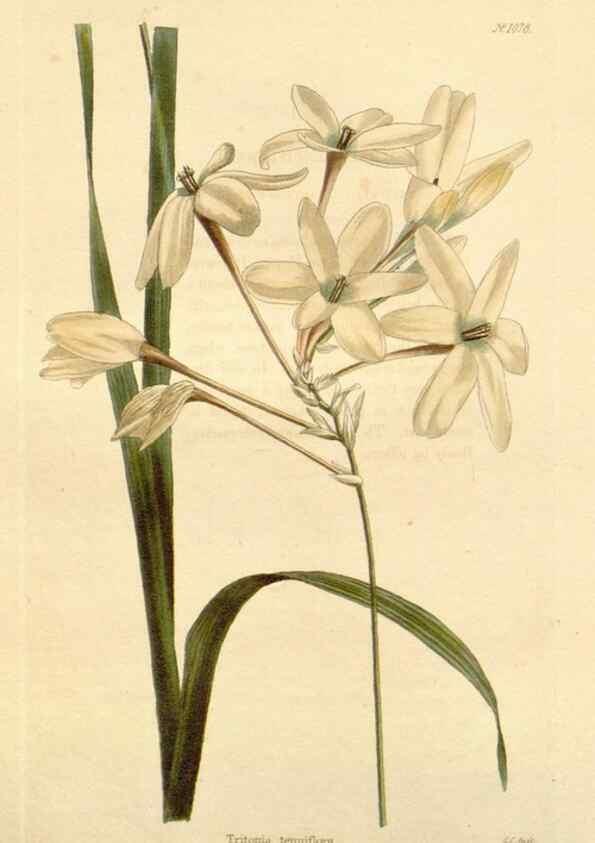 Reproducción/Reproduction 48782782496: The botanical cabinet. London :John & Arthur Arch ...,1817-1833.. 