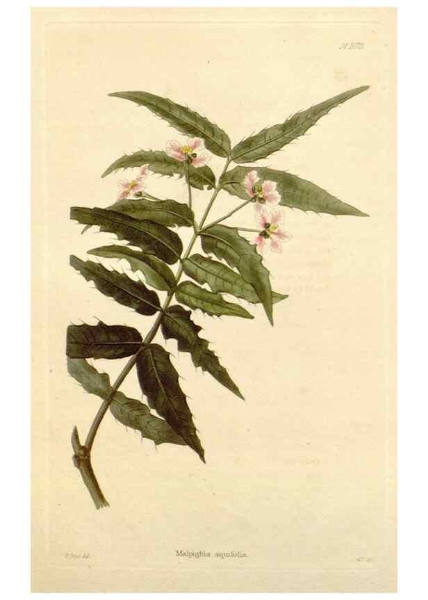 Reproducción/Reproduction 48782950247: The botanical cabinet. London :John & Arthur Arch ...,1817-1833.. 