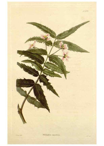Reproducción/Reproduction 48782950247: The botanical cabinet. London :John & Arthur Arch ...,1817-1833.. 