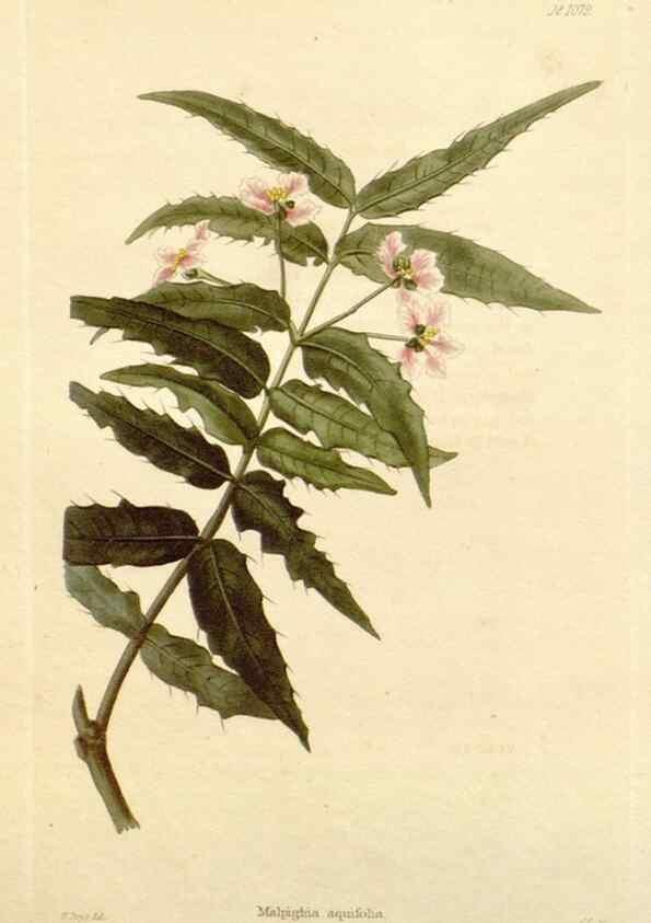 Reproducción/Reproduction 48782950247: The botanical cabinet. London :John & Arthur Arch ...,1817-1833.. 