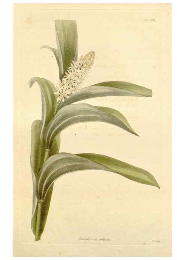 Reproducción/Reproduction 48782418068: The botanical cabinet. London :John & Arthur Arch ...,1817-1833.. 