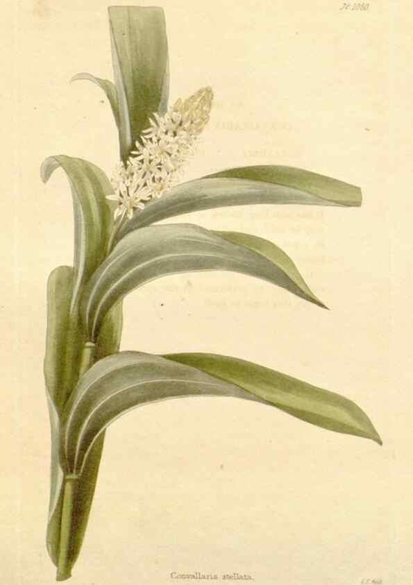 Reproducción/Reproduction 48782418068: The botanical cabinet. London :John & Arthur Arch ...,1817-1833.. 