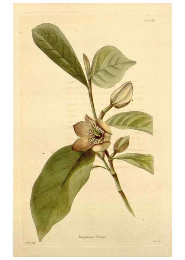 Reproducción/Reproduction 48782778506: The botanical cabinet. London :John & Arthur Arch ...,1817-1833.. 