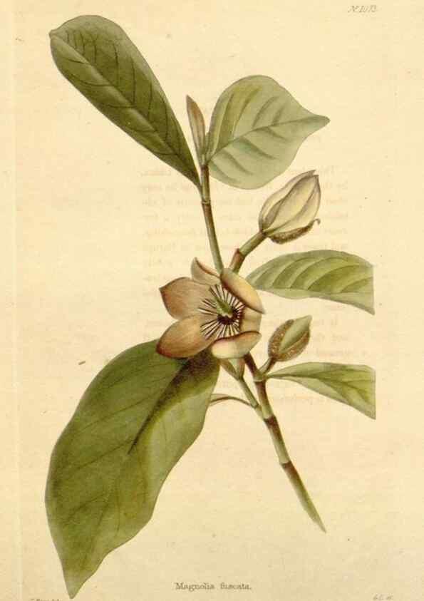 Reproducción/Reproduction 48782778506: The botanical cabinet. London :John & Arthur Arch ...,1817-1833.. 
