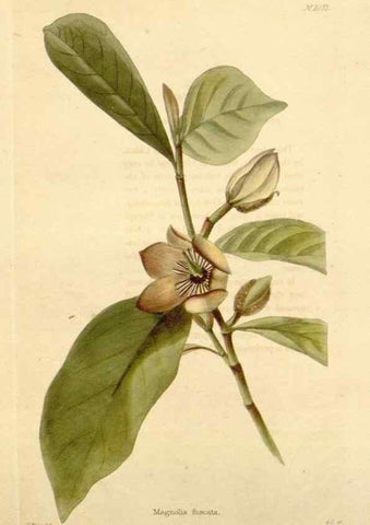 Reproducción/Reproduction 48782778506: The botanical cabinet. London :John & Arthur Arch ...,1817-1833.. 