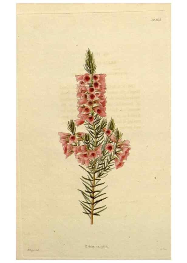 Reproducción/Reproduction 48782858821: The botanical cabinet. London :John & Arthur Arch ...,1817-1833.. 