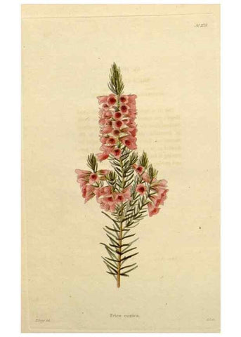 Reproducción/Reproduction 48782858821: The botanical cabinet. London :John & Arthur Arch ...,1817-1833.. 