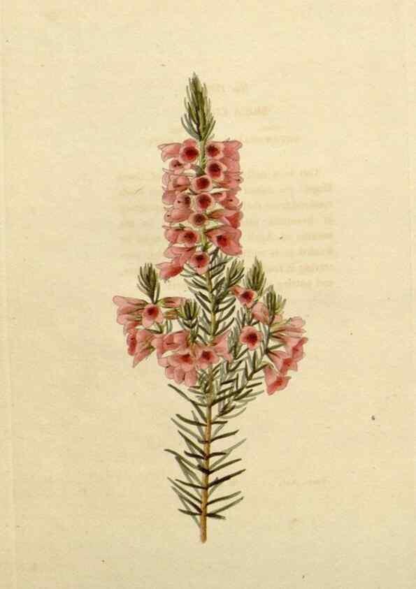 Reproducción/Reproduction 48782858821: The botanical cabinet. London :John & Arthur Arch ...,1817-1833.. 