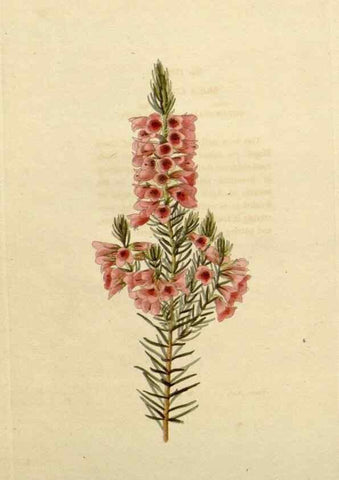 Reproducción/Reproduction 48782858821: The botanical cabinet. London :John & Arthur Arch ...,1817-1833.. 