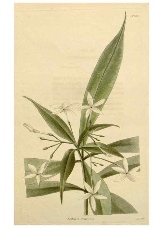 Reproducción/Reproduction 48782859221: The botanical cabinet. London :John & Arthur Arch ...,1817-1833.. 