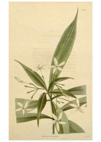 Reproducción/Reproduction 48782859221: The botanical cabinet. London :John & Arthur Arch ...,1817-1833.. 