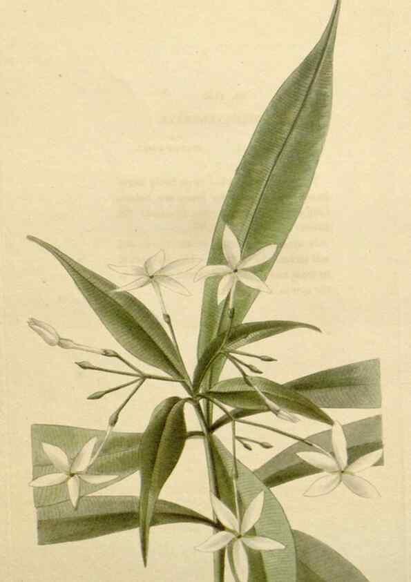 Reproducción/Reproduction 48782859221: The botanical cabinet. London :John & Arthur Arch ...,1817-1833.. 