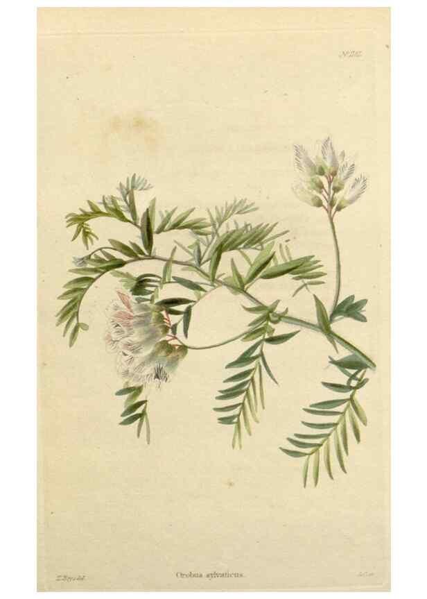 Reproducción/Reproduction 48783026662: The botanical cabinet. London :John & Arthur Arch ...,1817-1833.. 