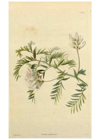 Reproducción/Reproduction 48783026662: The botanical cabinet. London :John & Arthur Arch ...,1817-1833.. 