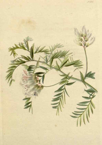 Reproducción/Reproduction 48783026662: The botanical cabinet. London :John & Arthur Arch ...,1817-1833.. 