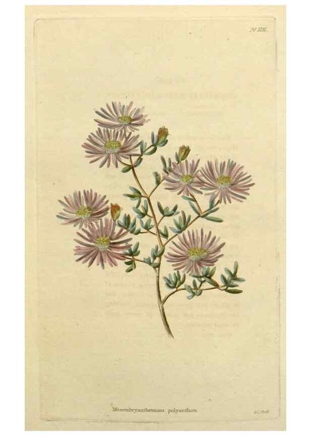 Reproducción/Reproduction 48782611588: The botanical cabinet. London :John & Arthur Arch ...,1817-1833.. 
