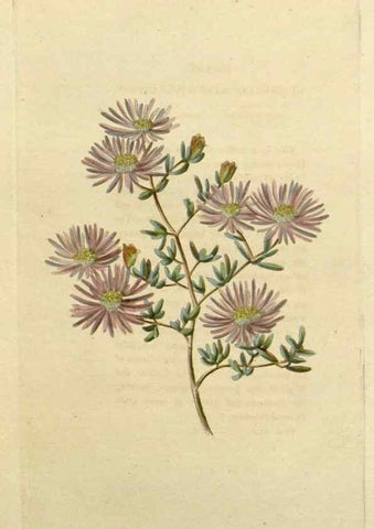 Reproducción/Reproduction 48782611588: The botanical cabinet. London :John & Arthur Arch ...,1817-1833.. 