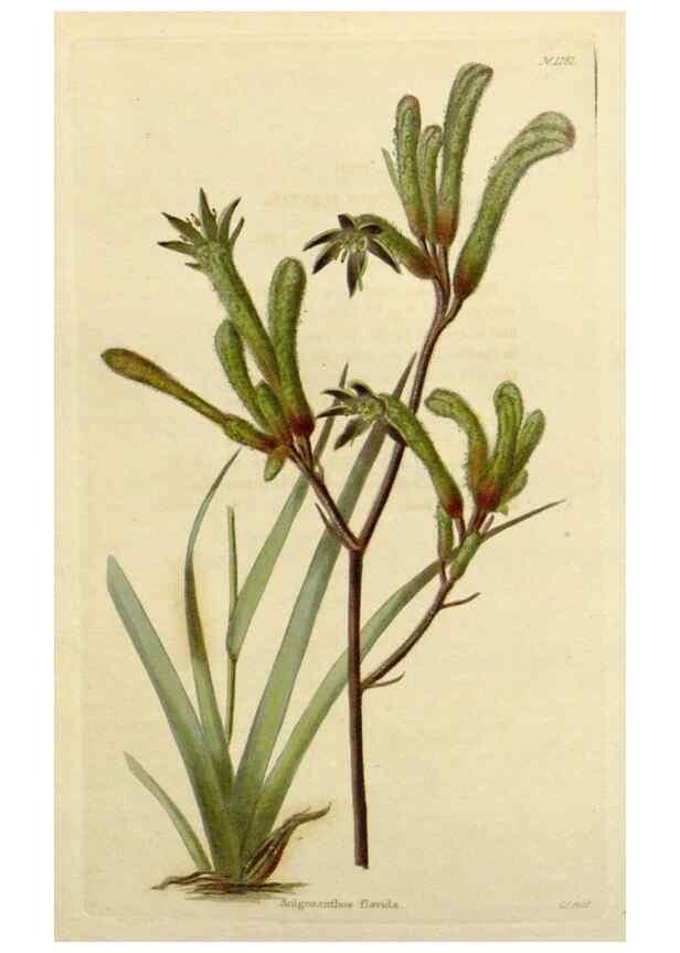 Reproducción/Reproduction 48782612073: The botanical cabinet. London :John & Arthur Arch ...,1817-1833.. 