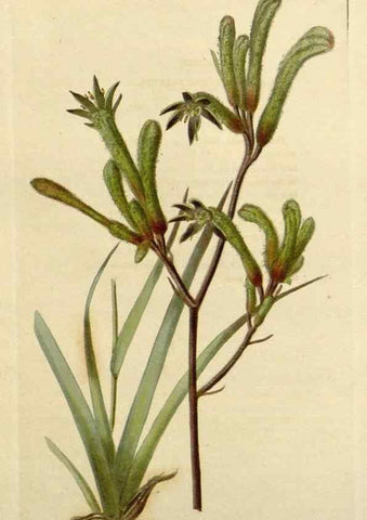 Reproducción/Reproduction 48782612073: The botanical cabinet. London :John & Arthur Arch ...,1817-1833.. 