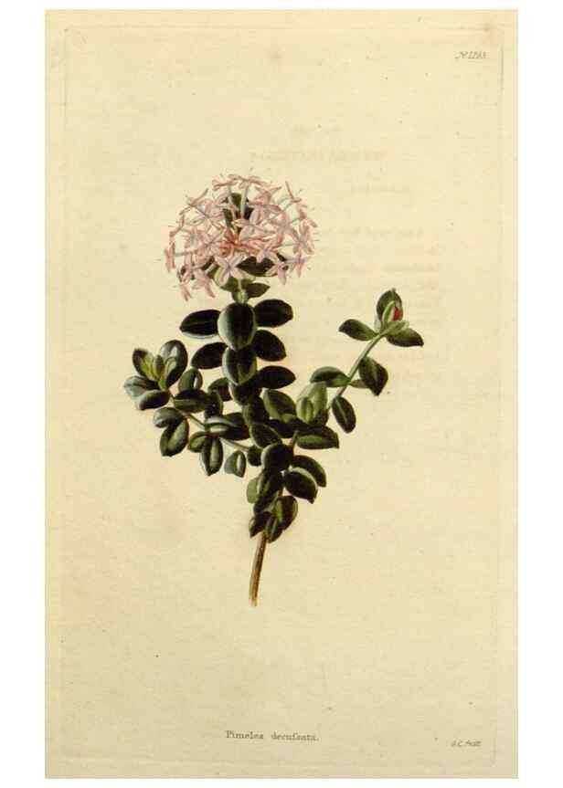 Reproducción/Reproduction 48782977396: The botanical cabinet. London :John & Arthur Arch ...,1817-1833.. 