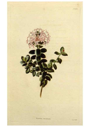 Reproducción/Reproduction 48782977396: The botanical cabinet. London :John & Arthur Arch ...,1817-1833.. 