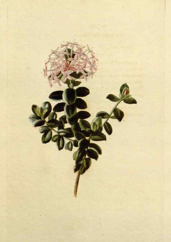 Reproducción/Reproduction 48782977396: The botanical cabinet. London :John & Arthur Arch ...,1817-1833.. 