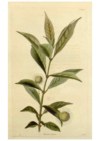 Reproducción/Reproduction 48783145347: The botanical cabinet. London :John & Arthur Arch ...,1817-1833.. 