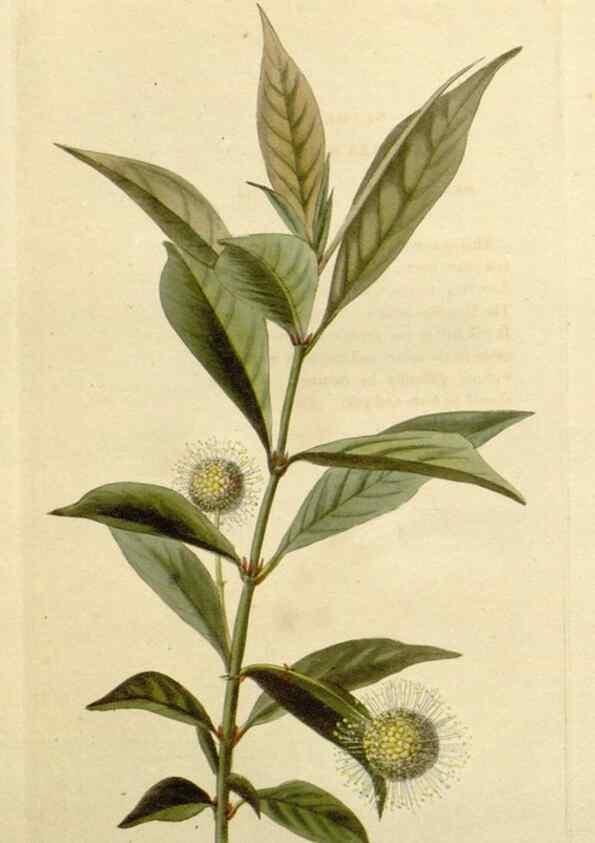 Reproducción/Reproduction 48783145347: The botanical cabinet. London :John & Arthur Arch ...,1817-1833.. 