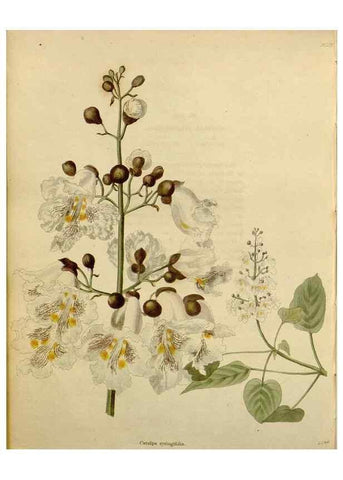 Reproducción/Reproduction 48782613388: The botanical cabinet. London :John & Arthur Arch ...,1817-1833.. 