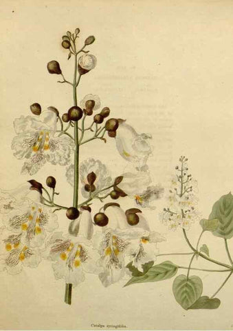 Reproducción/Reproduction 48782613388: The botanical cabinet. London :John & Arthur Arch ...,1817-1833.. 