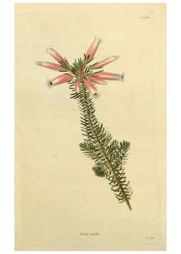 Reproducción/Reproduction 48782978501: The botanical cabinet. London :John & Arthur Arch ...,1817-1833.. 