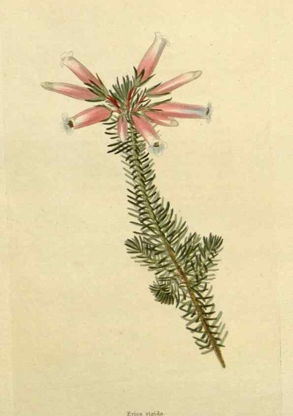 Reproducción/Reproduction 48782978501: The botanical cabinet. London :John & Arthur Arch ...,1817-1833.. 