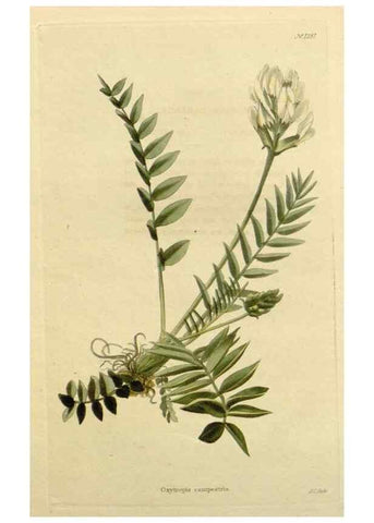 Reproducción/Reproduction 48783146682: The botanical cabinet. London :John & Arthur Arch ...,1817-1833.. 