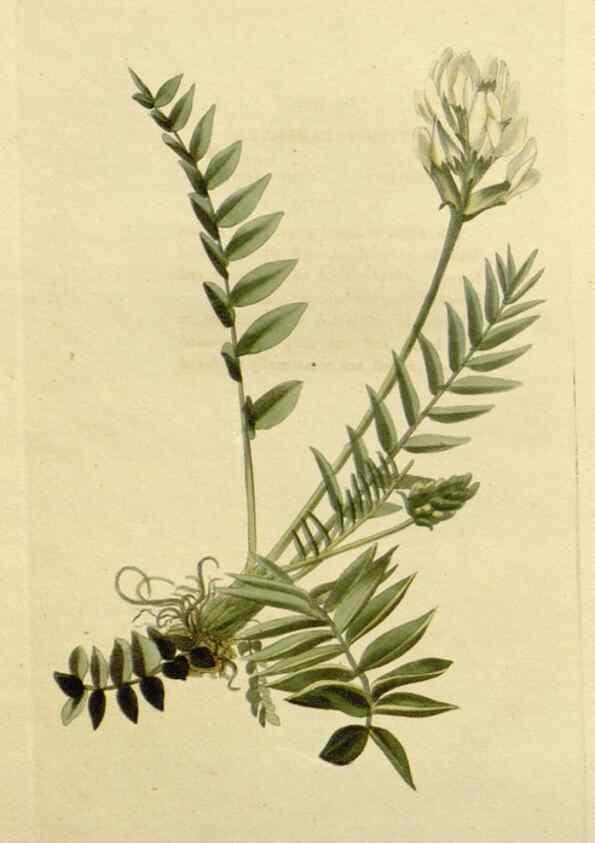 Reproducción/Reproduction 48783146682: The botanical cabinet. London :John & Arthur Arch ...,1817-1833.. 