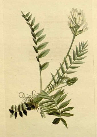 Reproducción/Reproduction 48783146682: The botanical cabinet. London :John & Arthur Arch ...,1817-1833.. 