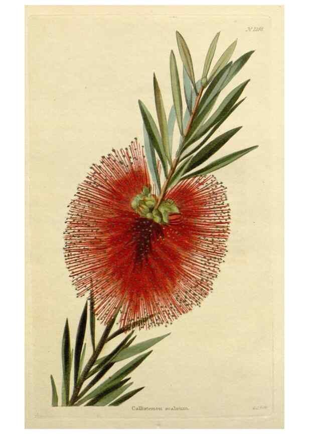 Reproducción/Reproduction 48782979686: The botanical cabinet. London :John & Arthur Arch ...,1817-1833.. 