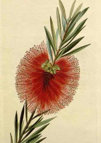 Reproducción/Reproduction 48782979686: The botanical cabinet. London :John & Arthur Arch ...,1817-1833.. 