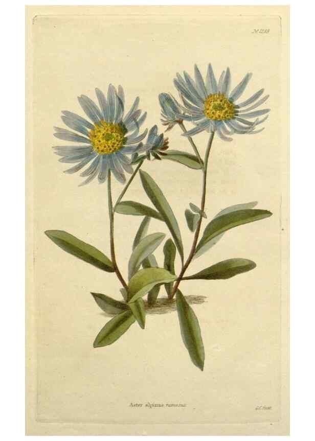 Reproducción/Reproduction 48782980136: The botanical cabinet. London :John & Arthur Arch ...,1817-1833.. 
