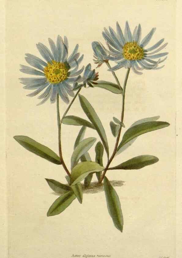 Reproducción/Reproduction 48782980136: The botanical cabinet. London :John & Arthur Arch ...,1817-1833.. 