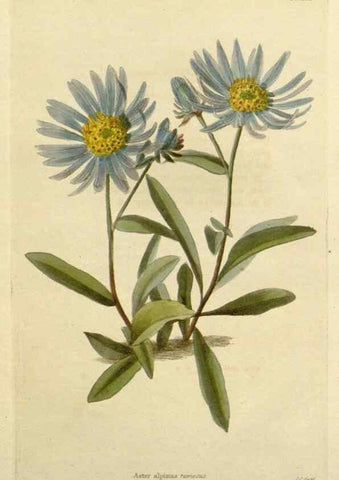 Reproducción/Reproduction 48782980136: The botanical cabinet. London :John & Arthur Arch ...,1817-1833.. 
