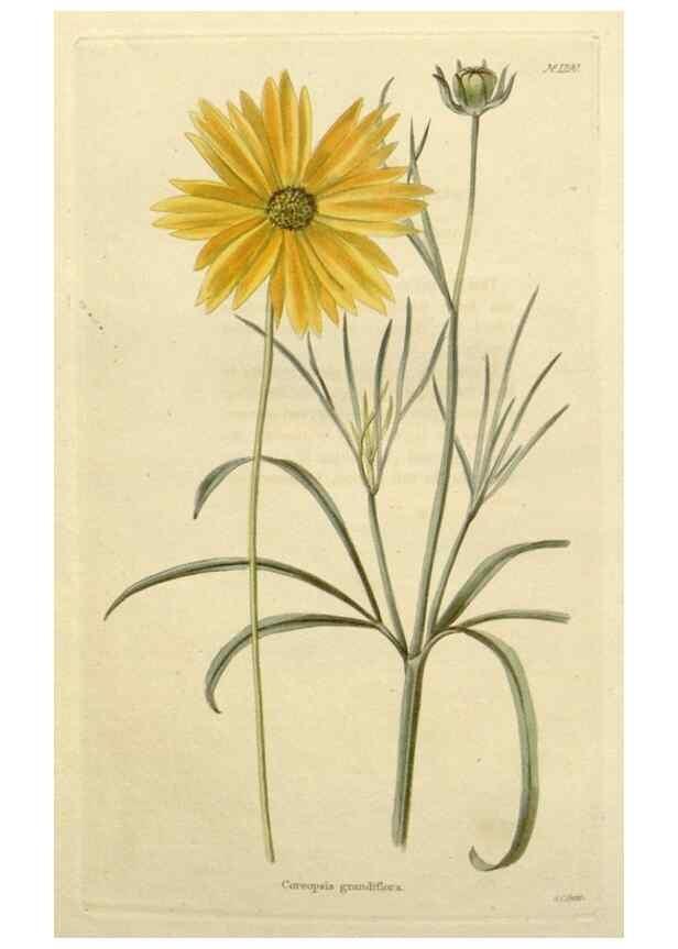 Reproducción/Reproduction 48783148497: The botanical cabinet. London :John & Arthur Arch ...,1817-1833.. 